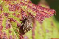 Stictopleurus punctatonervosus