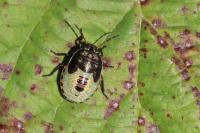 Piezodorus lituratus