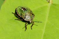 Nezara viridula