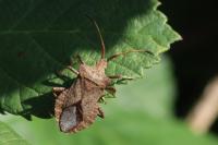Coreus marginatus