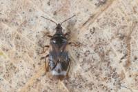 Anthocoris nemoralis