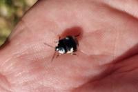 Tritomegas bicolor