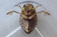 Ilyocoris cimicoides