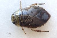 Ilyocoris cimicoides
