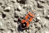 Lygaeus equestris