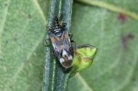 Anthocoris nemoralis