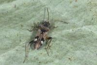 Beosus maritimus