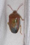 Piezodorus lituratus