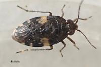 Saldula arenicola
