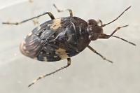 Saldula arenicola
