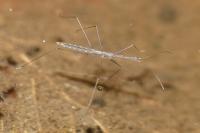 Hydrometra stagnorum