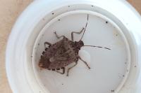 Halyomorpha halys