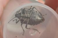 Halyomorpha halys