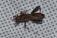 Camptopus lateralis