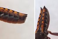 Velia caprai caprai