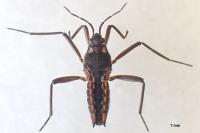 Velia caprai caprai