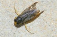 Callicorixa praeusta
