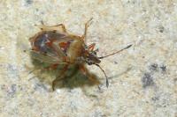 Kleidocerys resedae