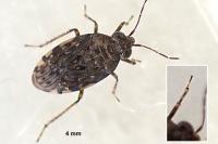 Saldula saltatoria