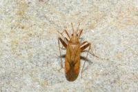 Phytocoris varipes