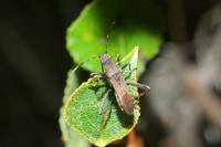 Alydus calcaratus