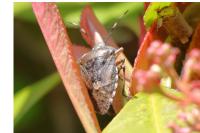 Rhaphigaster nebulosa