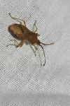Gonocerus acuteangulatus