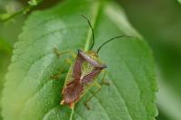 Acanthosoma haemorrhoidale
