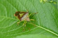 Acanthosoma haemorrhoidale