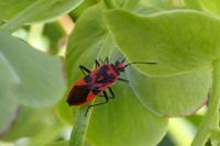 Corizus hyoscyami hyoscyami
