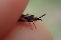 Aradus depressus