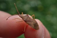 Gonocerus acuteangulatus