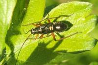 Miris striatus