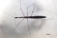 Hydrometra stagnorum