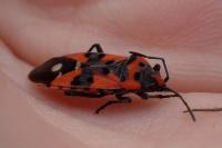 Lygaeus equestris