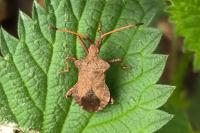 Coreus marginatus