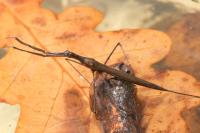 Ranatra linearis