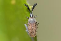 Copium clavicorne clavicorne
