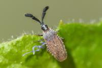 Copium clavicorne clavicorne