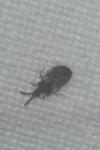 Aradus depressus