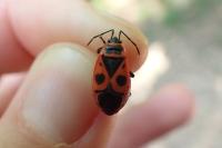 Pyrrhocoris apterus