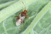 Rhopalus subrufus