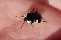 Tritomegas bicolor