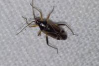 Harpocera thoracica