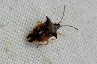Elasmucha ferrugata