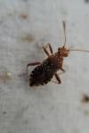 Rhopalus