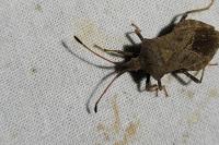 Coreus marginatus
