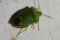 Palomena prasina
