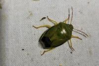 Piezodorus lituratus