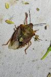 Carpocoris purpureipennis